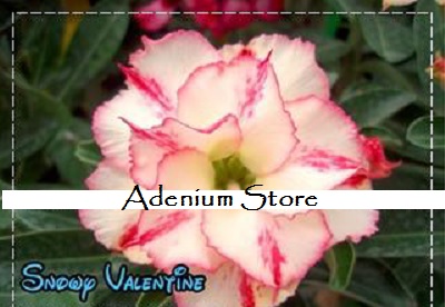 (image for) New Adenium \'Snowy Valentine\' 5 Seeds